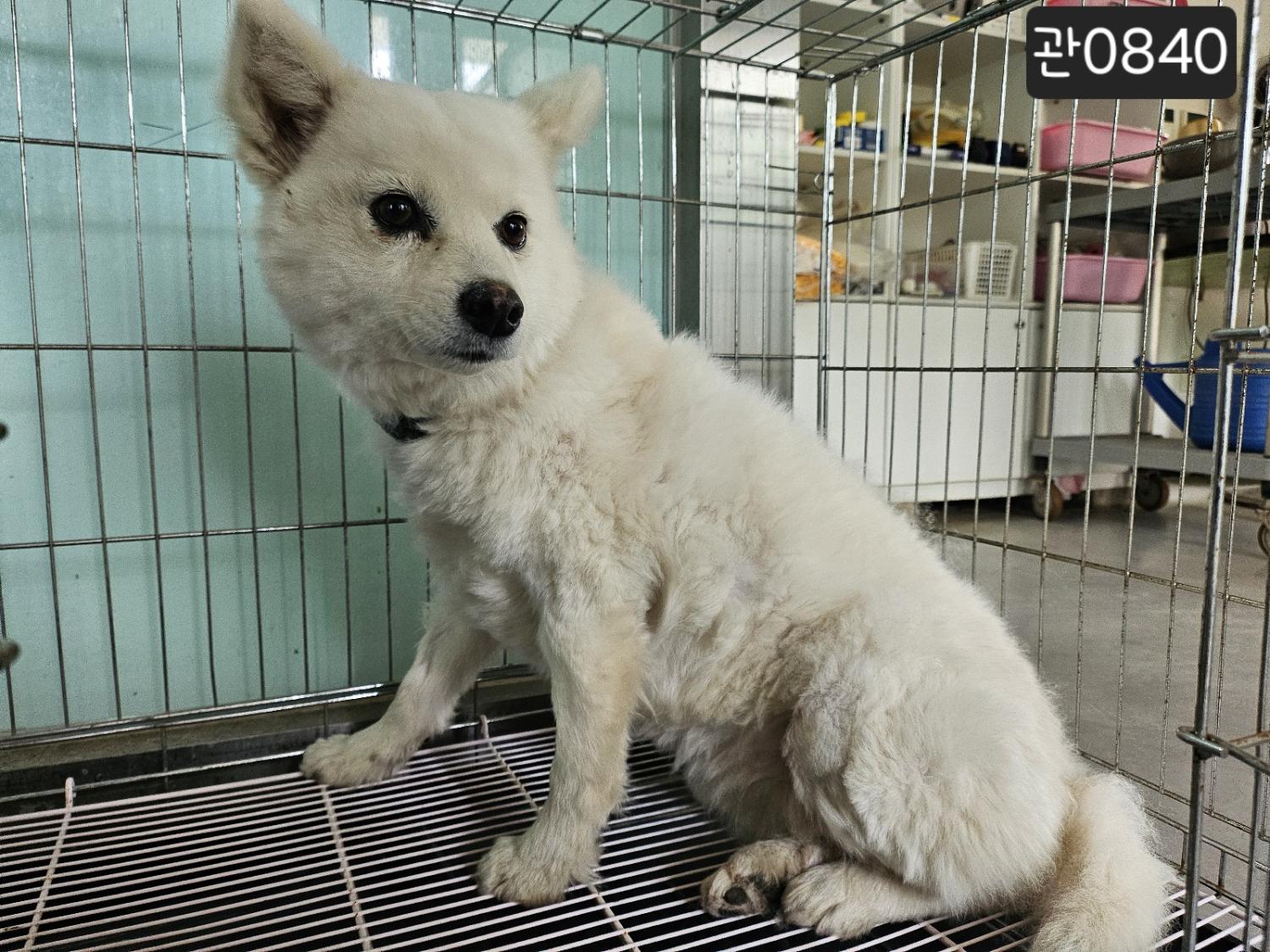 종료(반환) 믹스견…
