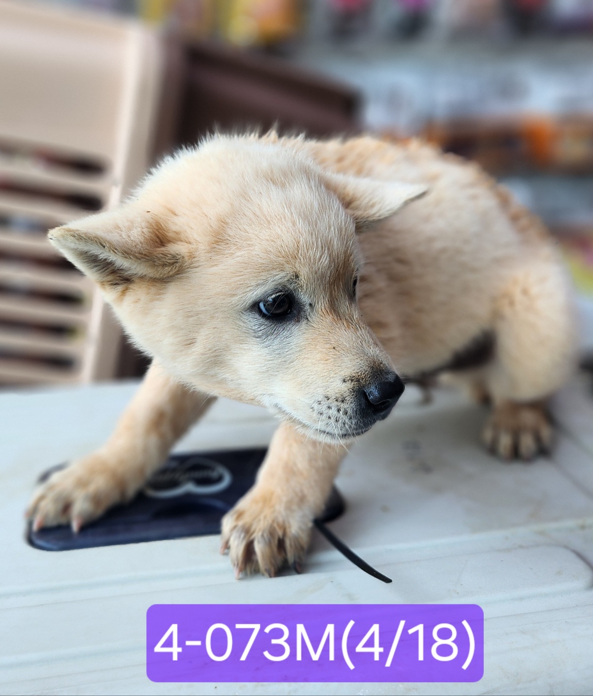 고성군유기동물보호소_448542202400830