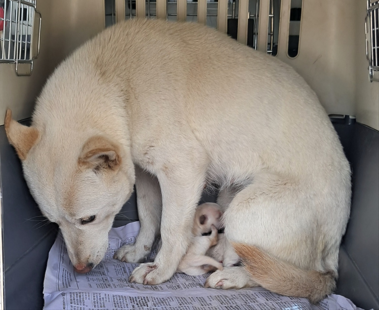 신안군유기동물보호소_446501202400115