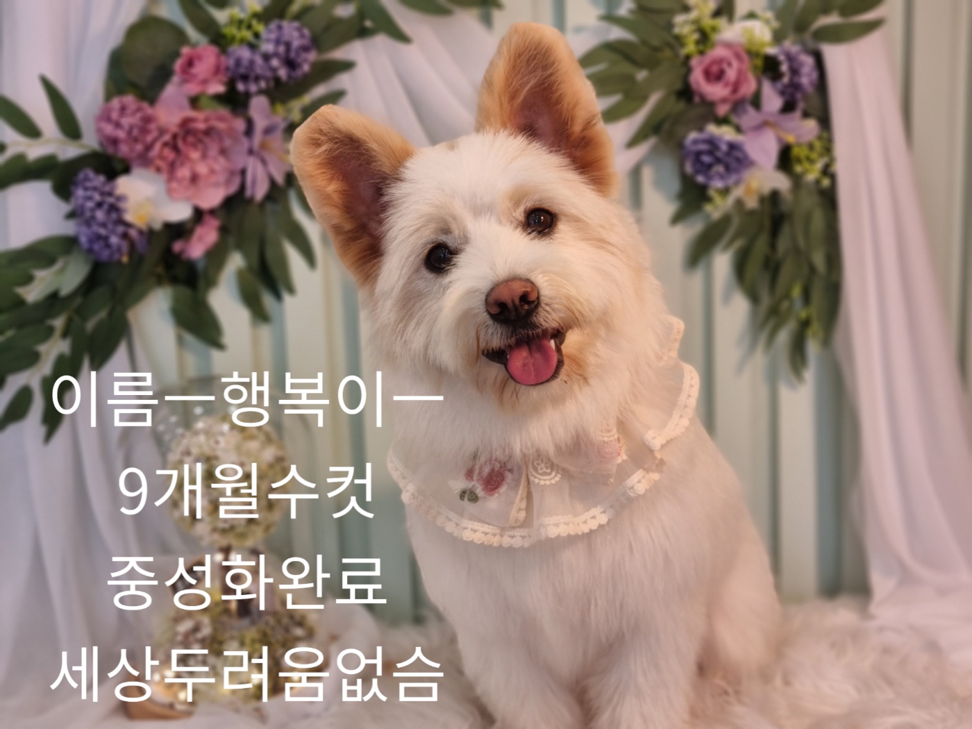 성주유기동물보호센터_447521202400168