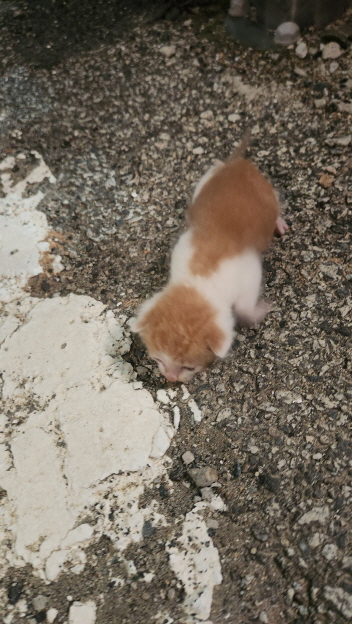 익산유기동물보호소_445468202401076