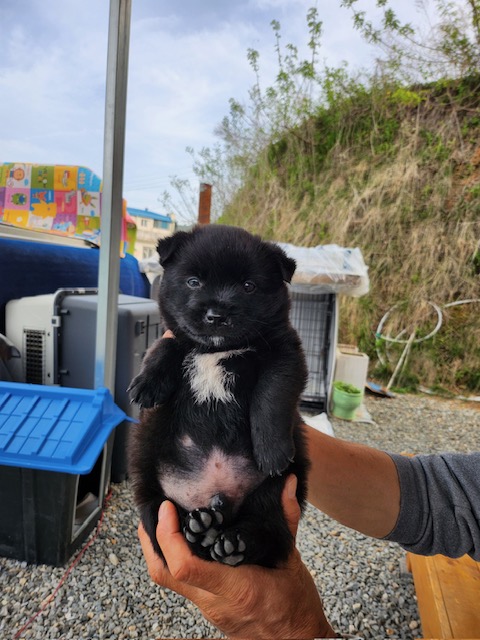 홍천군유기동물보호소_442425202400208