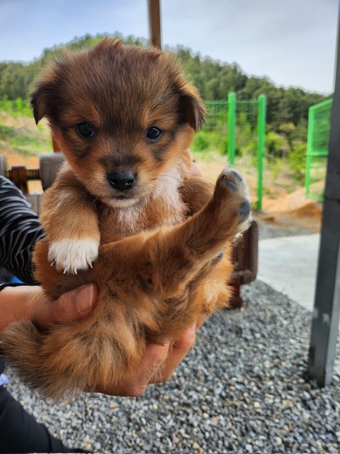 홍천군유기동물보호소_442425202400209