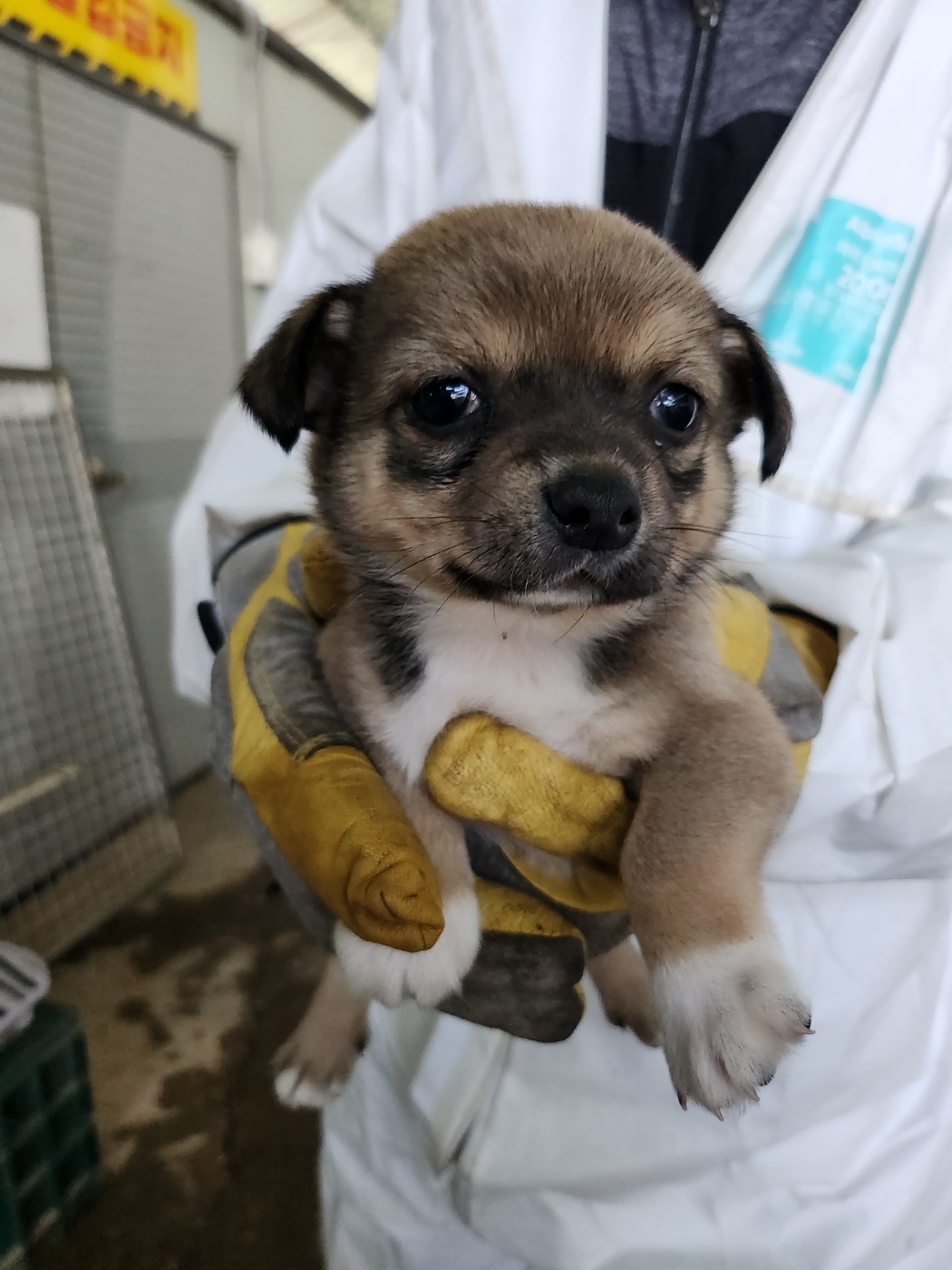 평택시유기동물보호소_441391202400915