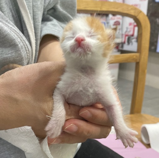 펫앤쉘터동물병원_441378202400362