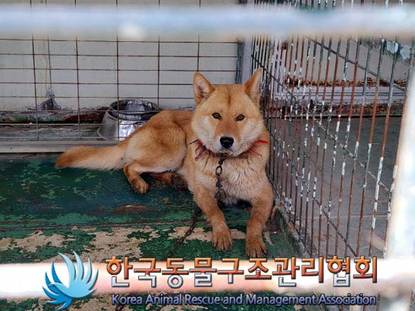 종료(안락사) 믹스…