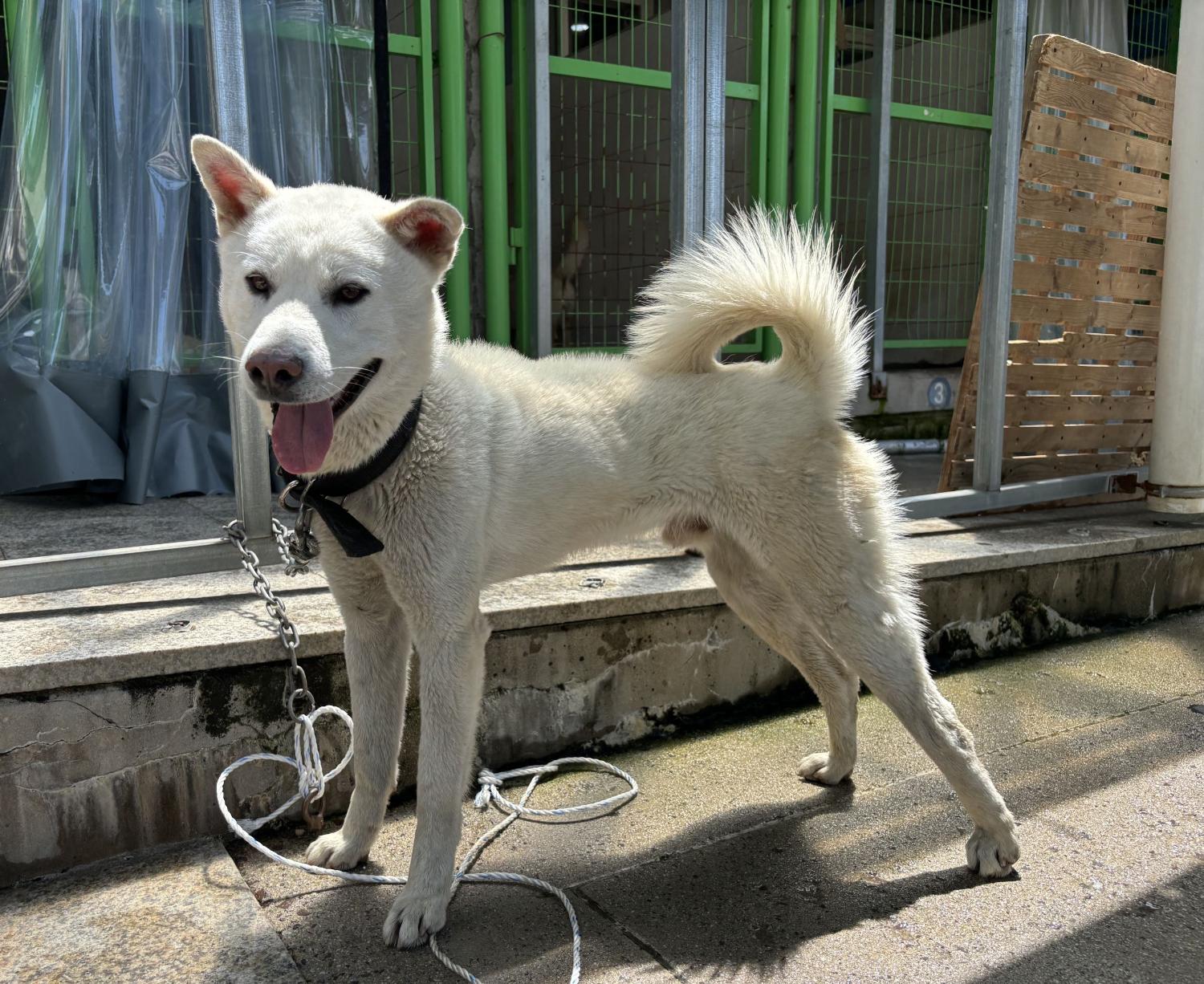 광주 동물보호소_429362202400324