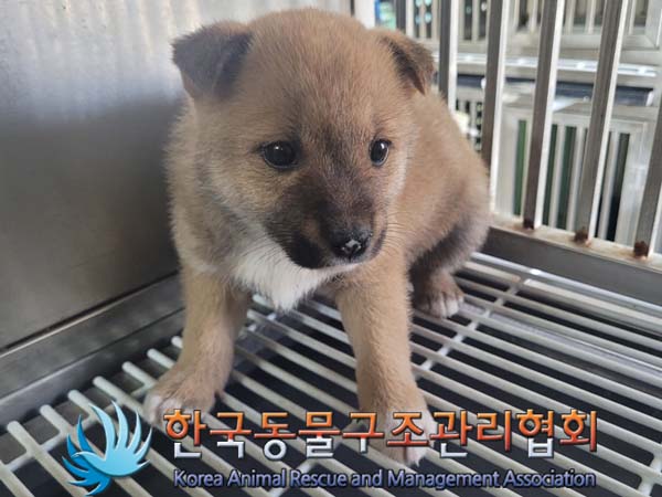 보호중 믹스견의 가…