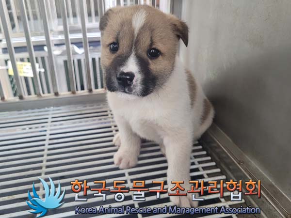 한국동물구조관리협회_411300202400153