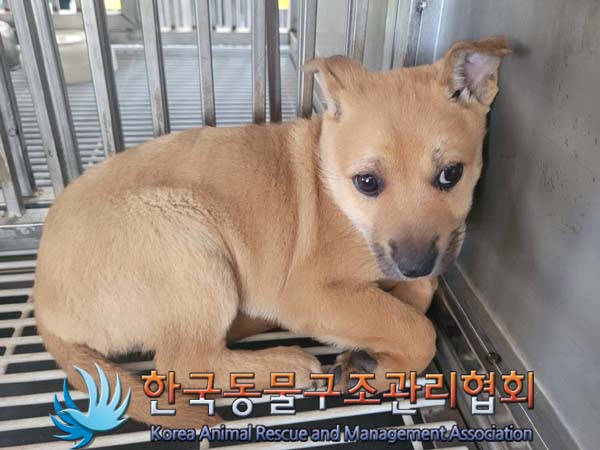 한국동물구조관리협회_441409202400516