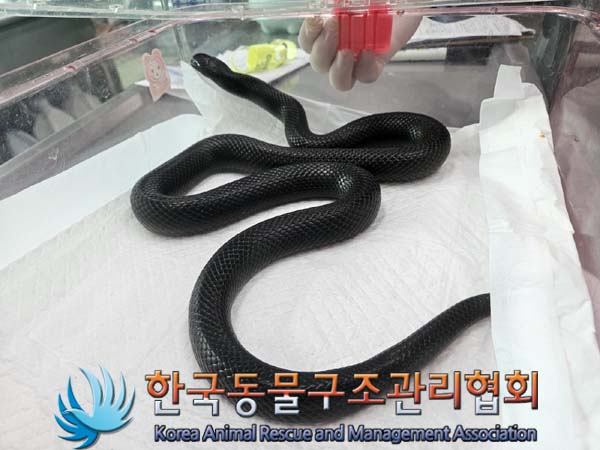 종료(입양) 뱀의 …