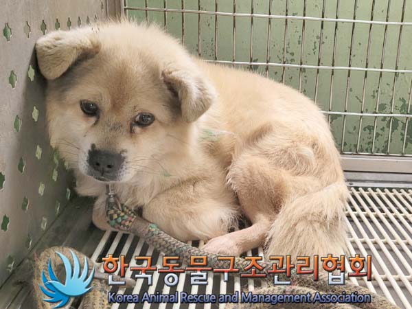 한국동물구조관리협회_441398202400147