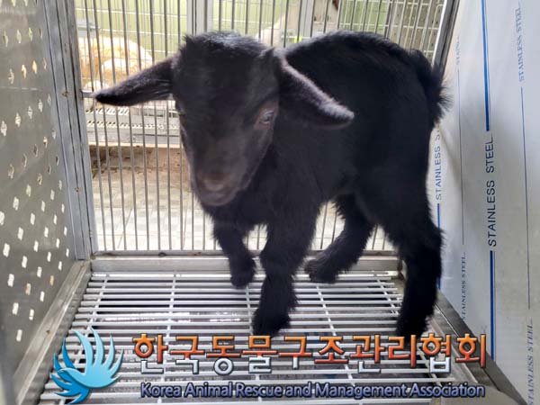 한국동물구조관리협회_441560202400453