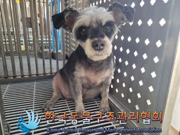 종료(입양) 슈나우…