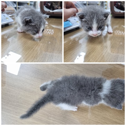 보호중 한국 고양이…