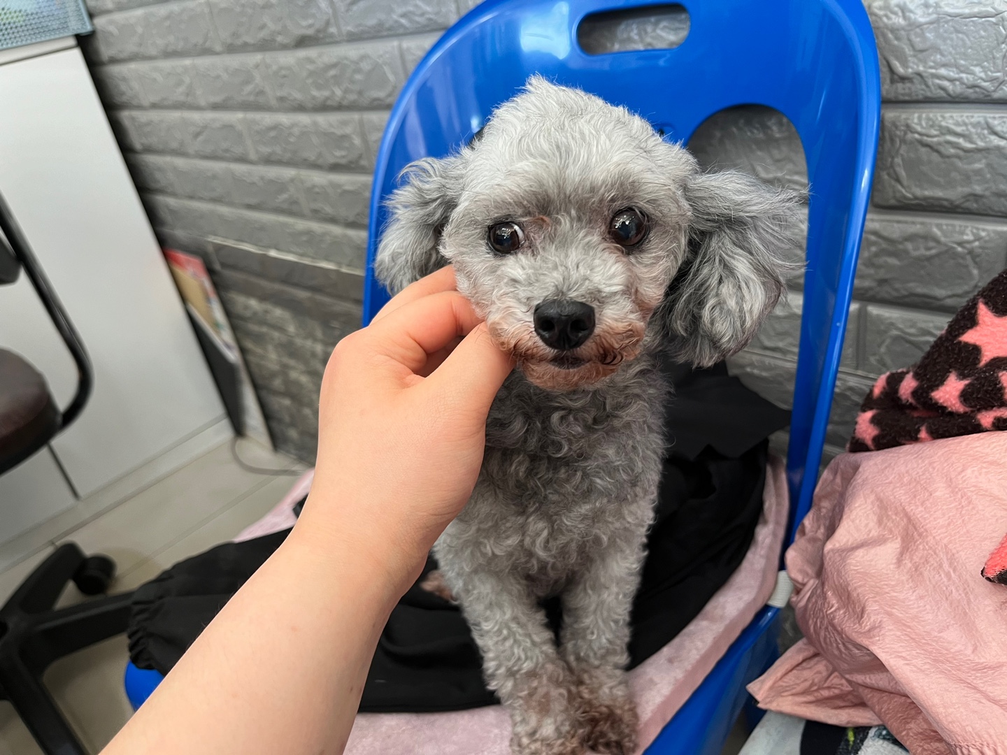 종료(반환) 푸들의…