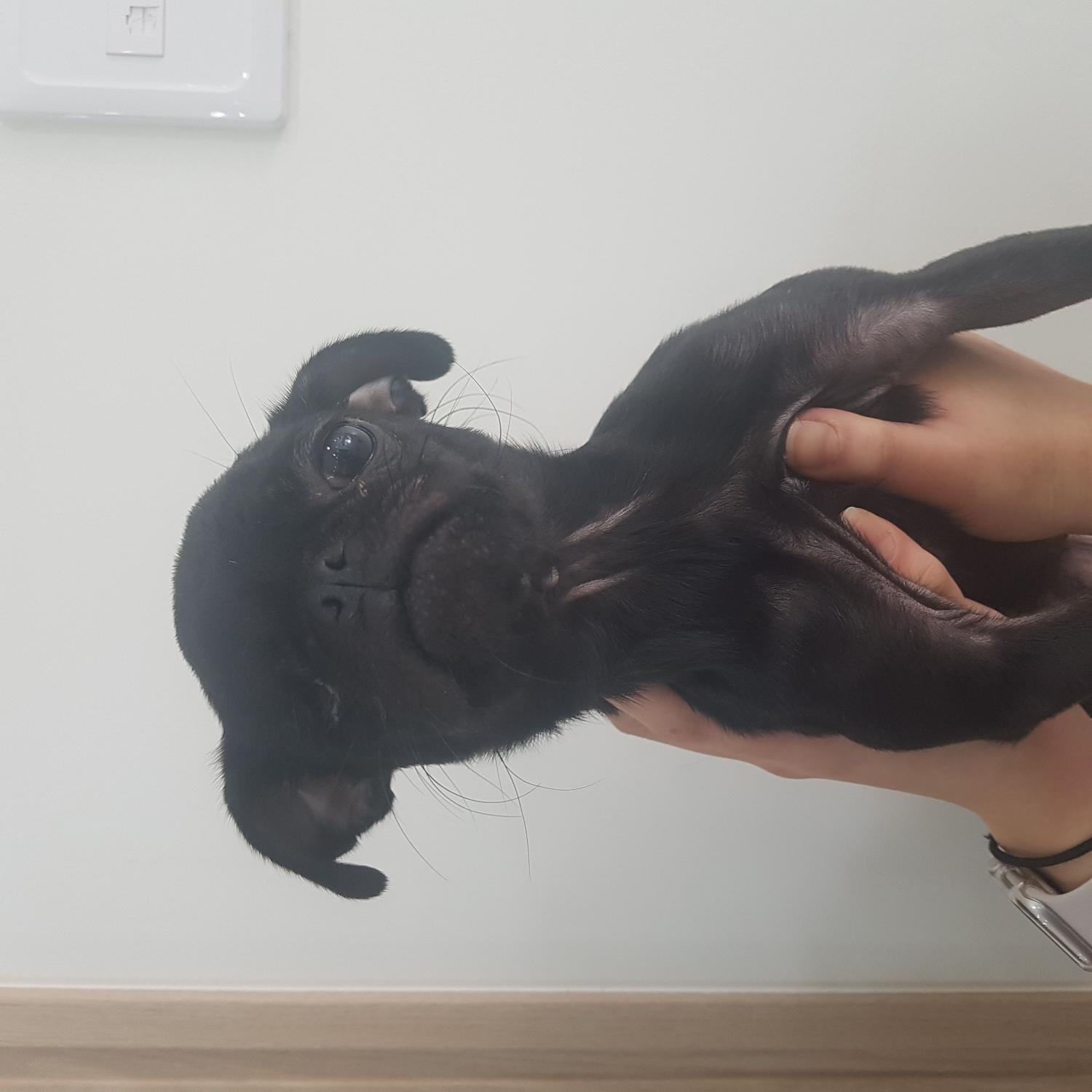 링크늘푸른동물병원_445464202401465