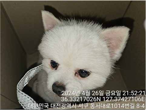 보호중 포메라니안의…