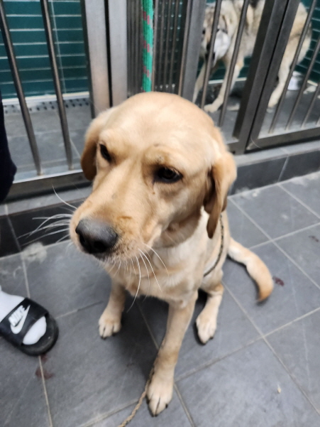 춘천시 동물보호센터_442418202400488
