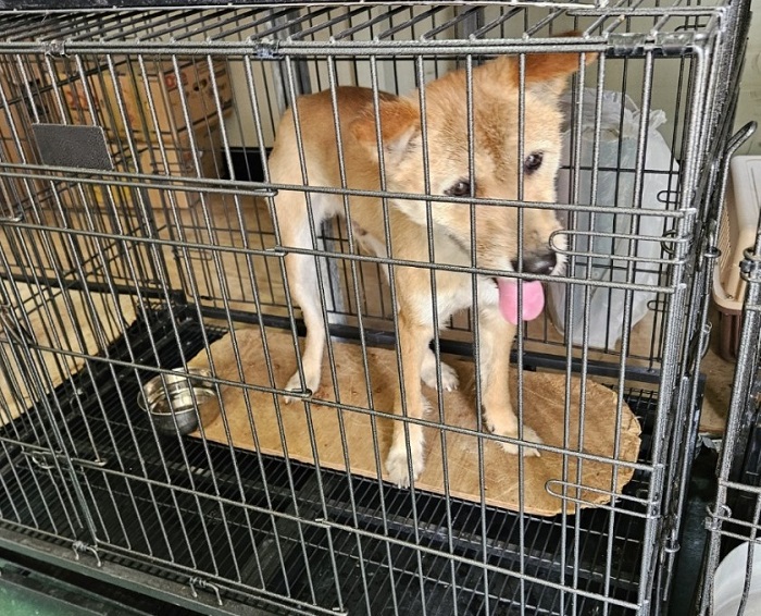 진해유기동물보호소_448532202400329