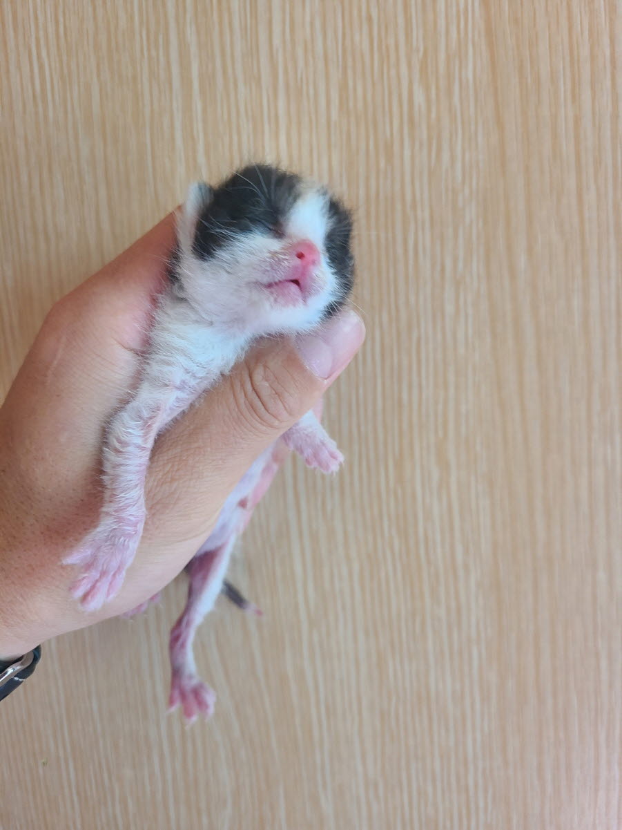 속초시유기동물보호소_442423202400179