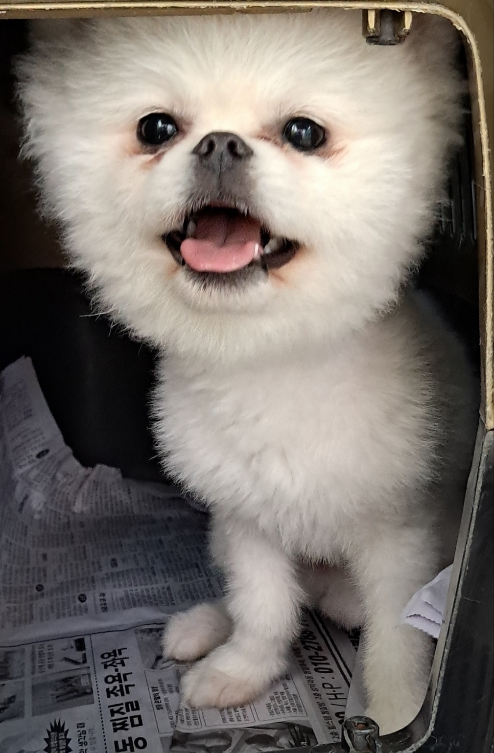 목포시유기동물보호소_446480202400403