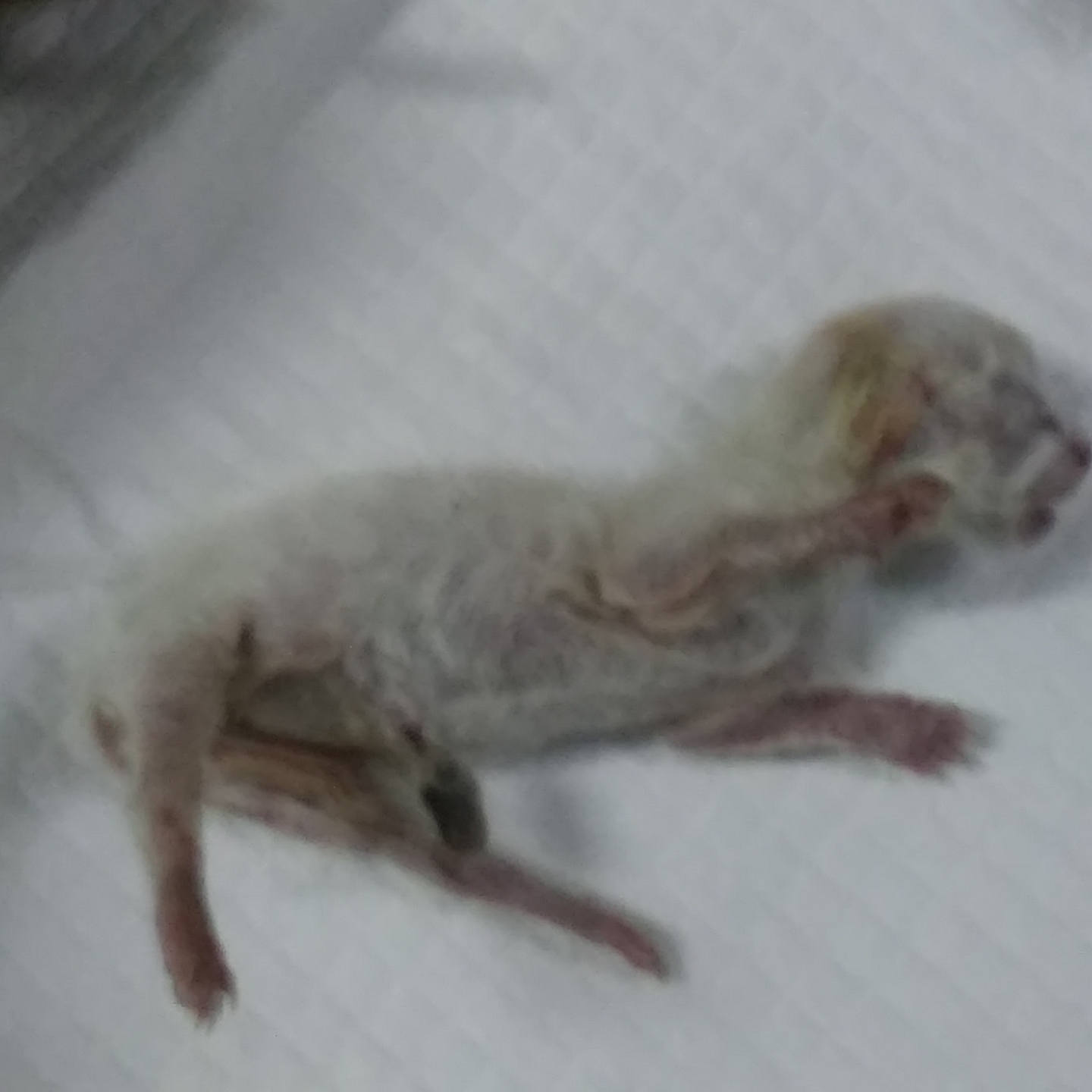 인천광역시수의사회_428352202400185