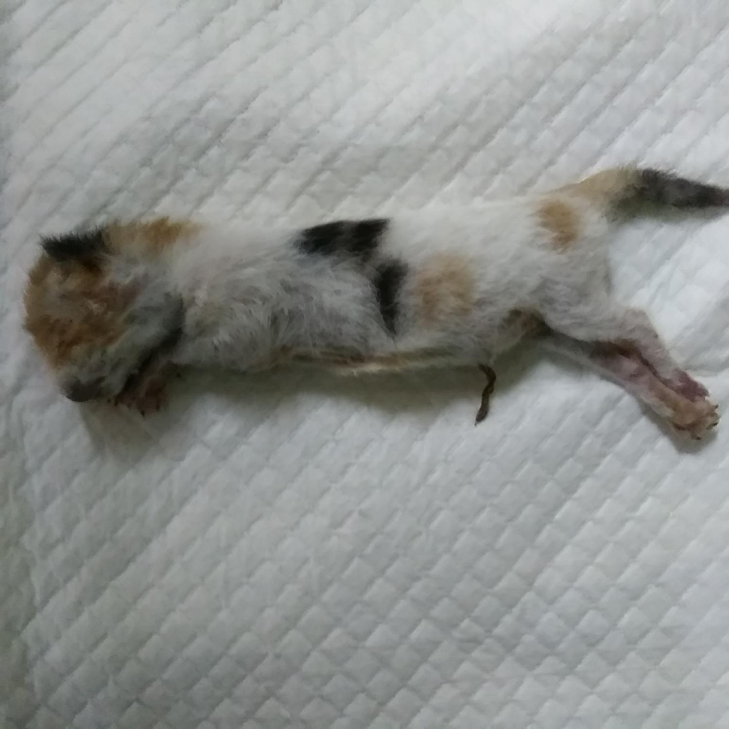 종료(자연사) 한국…