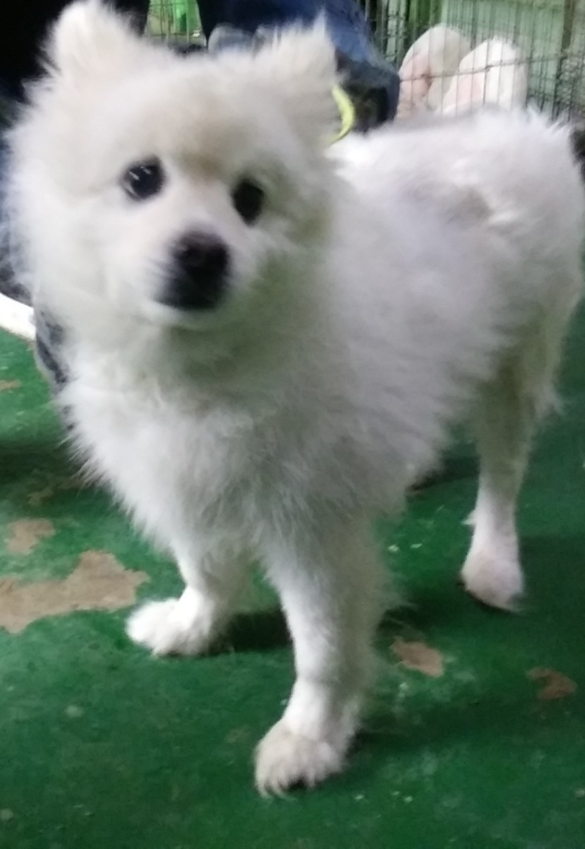 보호중 스피츠의 가…