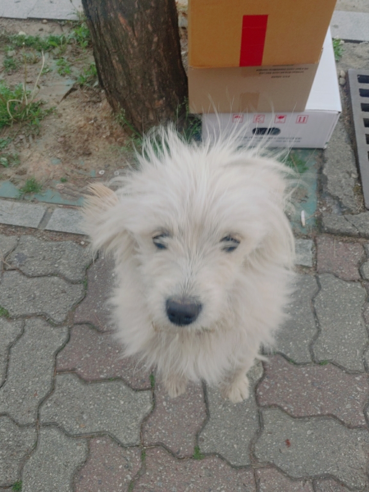 괴산증평동물보호센터_443446202400115