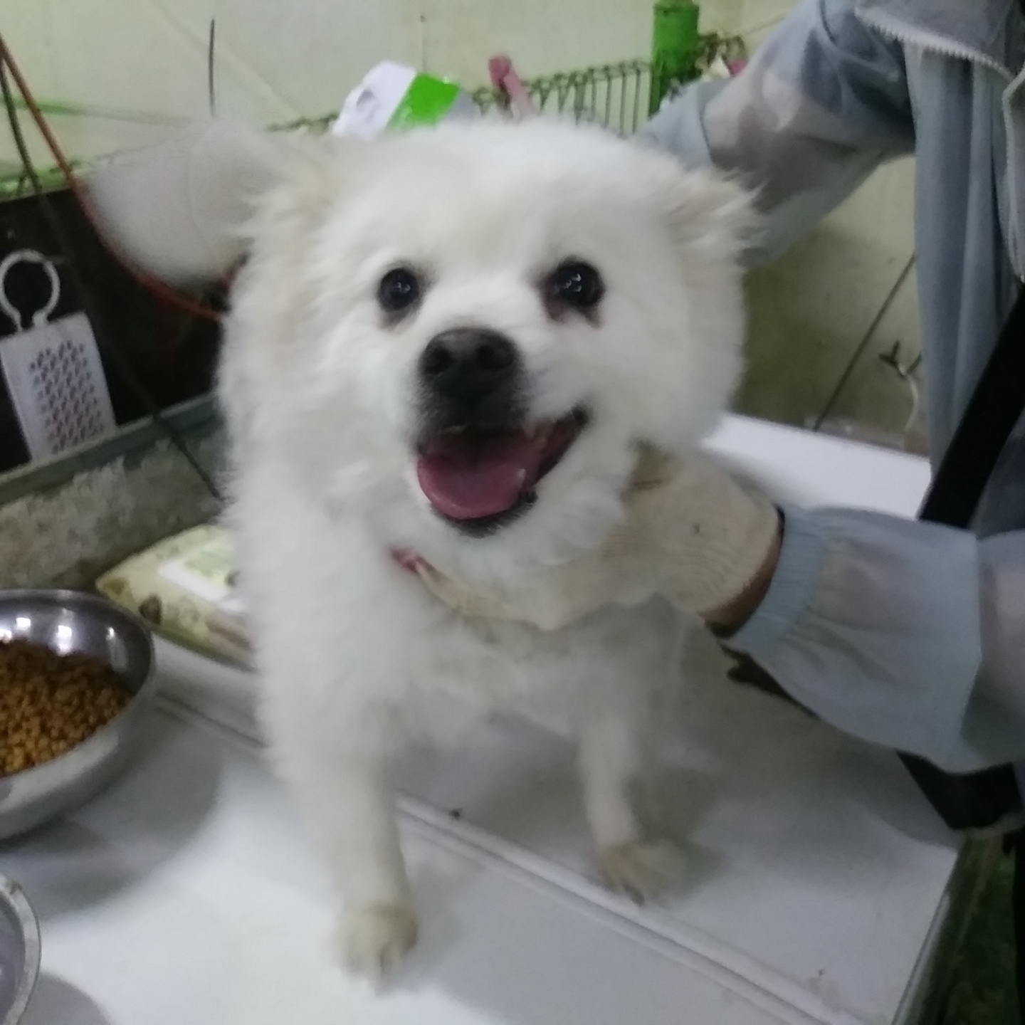 인천광역시수의사회_428353202400379