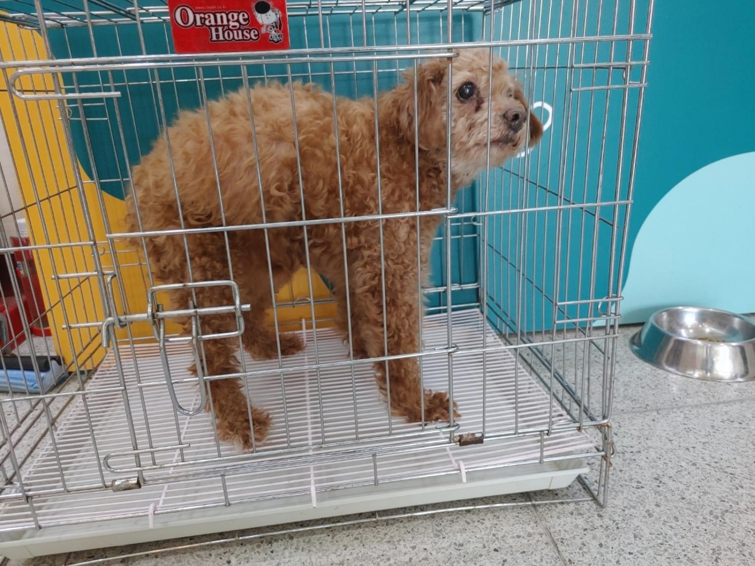 고양시동물보호센터_441394202400859