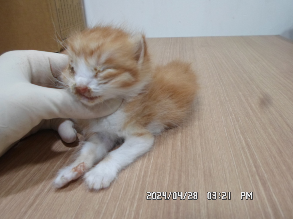 디아크동물종합병원_411319202400266