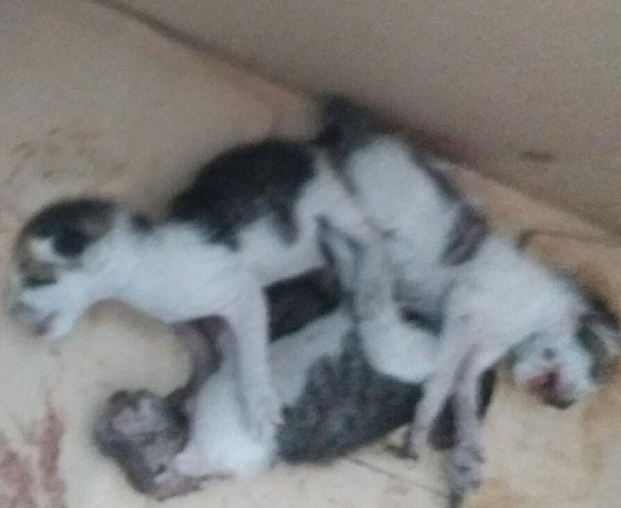 종료(자연사) 한국…