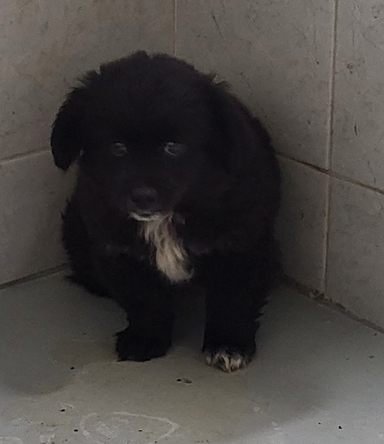 영덕유기동물보호센터_447518202400133