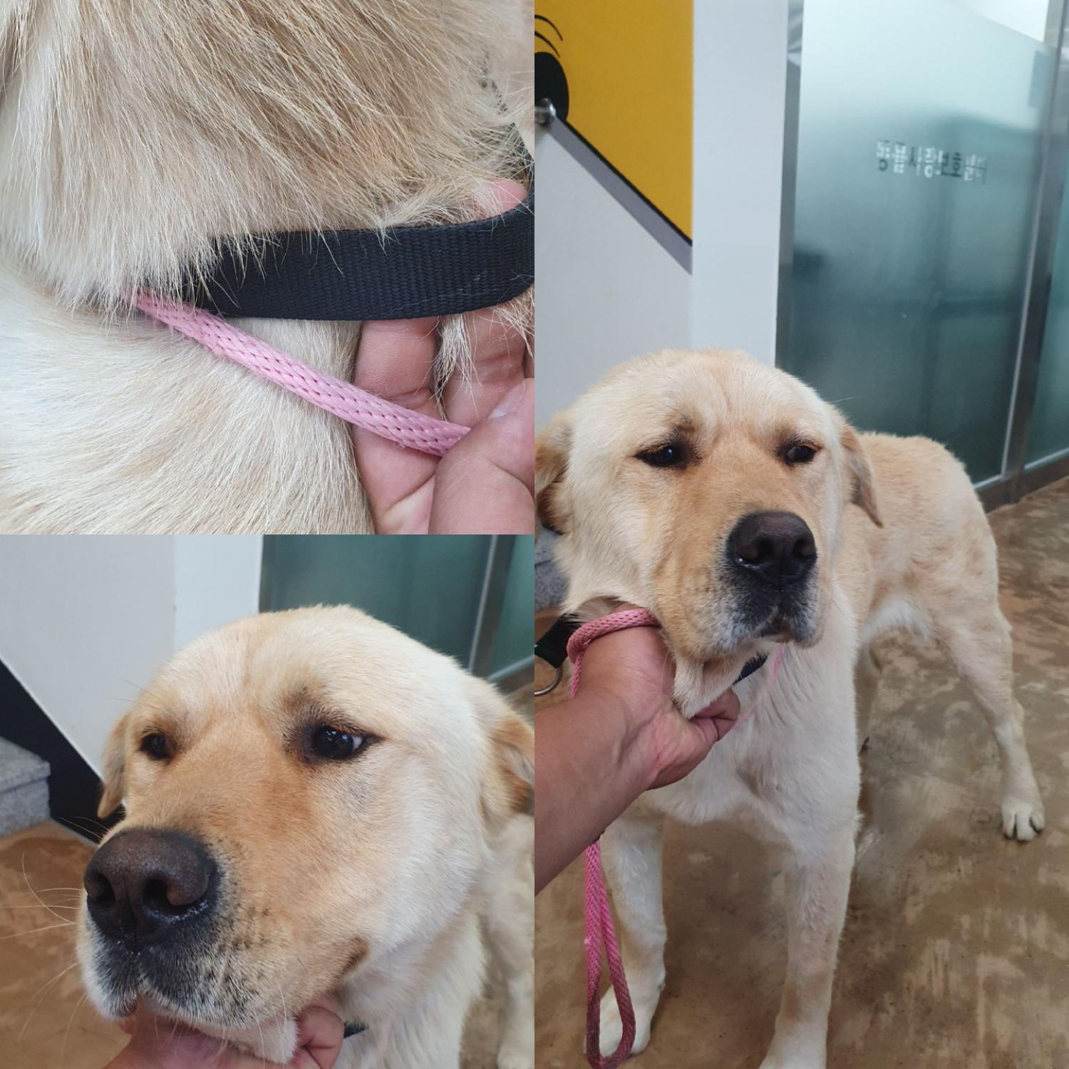 경주동물사랑보호센터_447505202400375