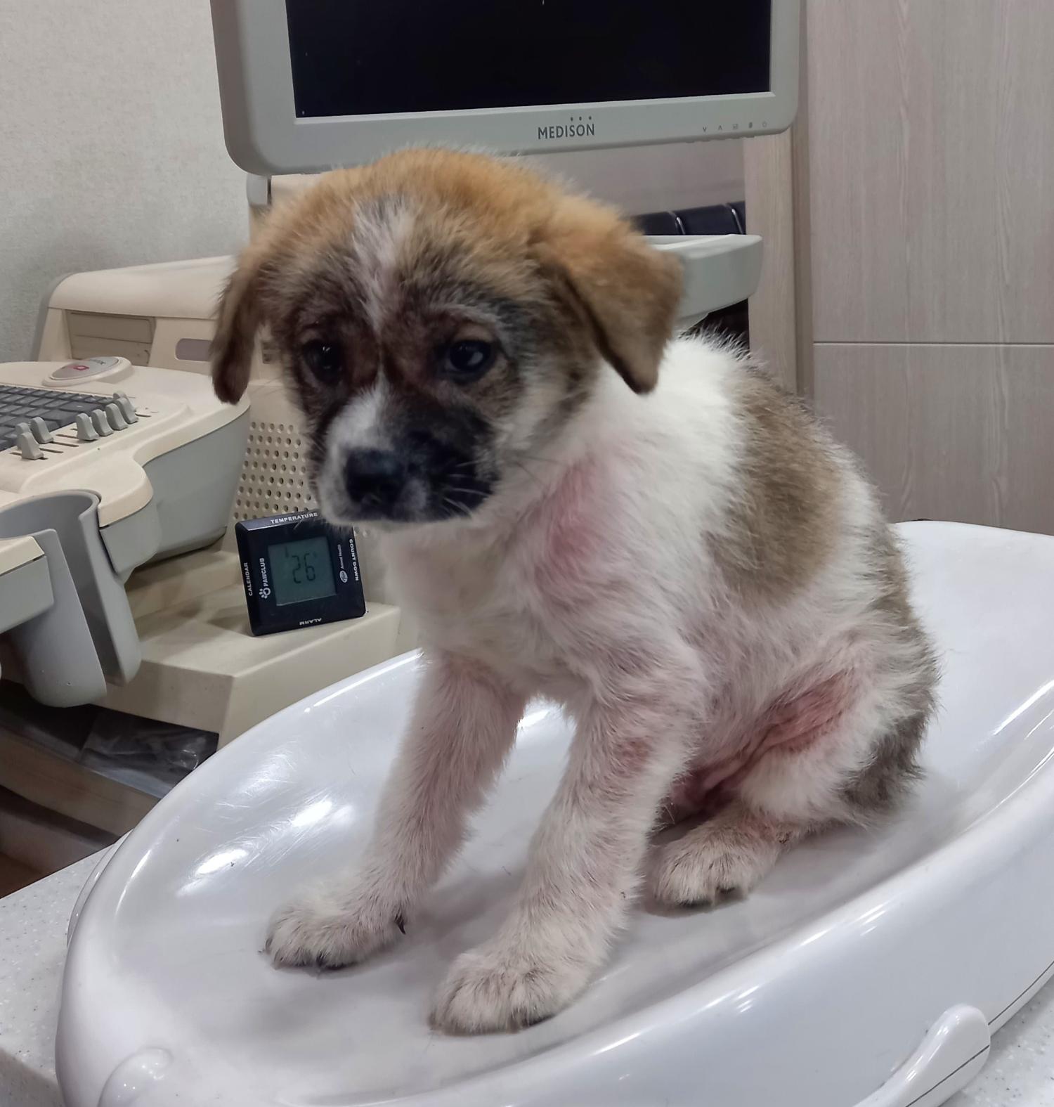 대구시수의사회(더펫)_427343202400239