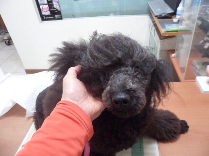강현림동물병원_411314202400290