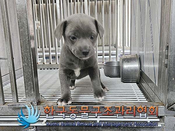 한국동물구조관리협회_411311202400287