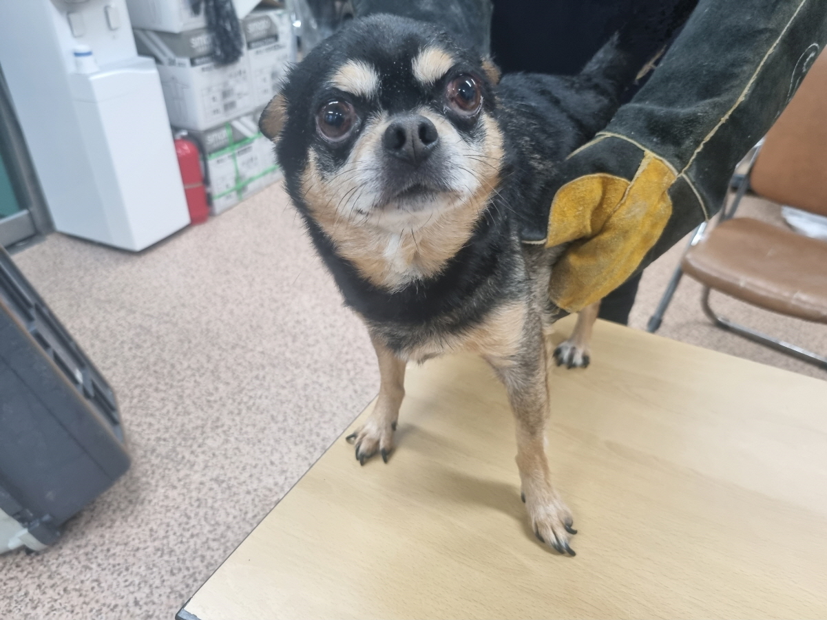 보호중 치와와의 가…