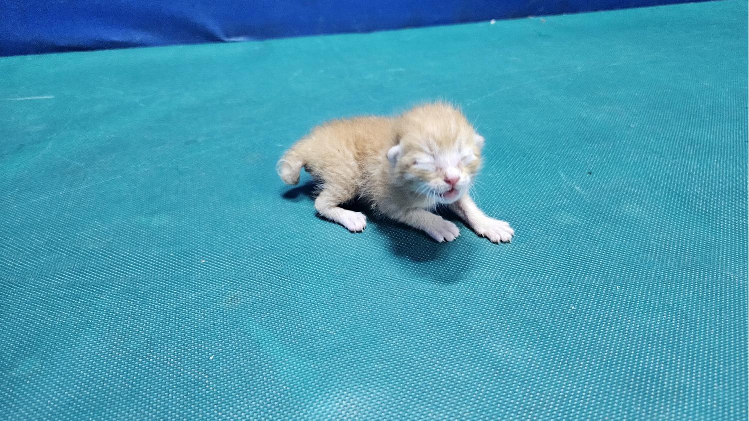 경산시유기동물보호소_447513202400217