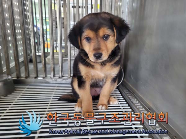 한국동물구조관리협회_441398202400148