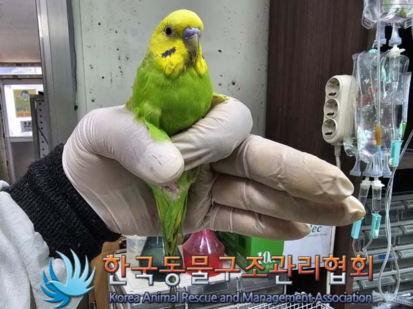 보호중 사랑앵무의 …