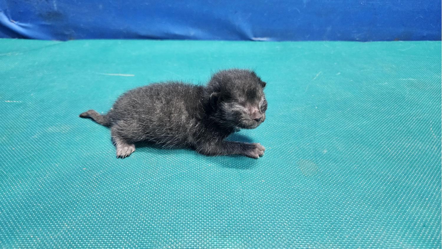 경산시유기동물보호소_447513202400218