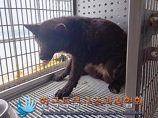 한국동물구조관리협회_441406202400714