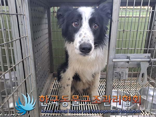 한국동물구조관리협회_441406202400712