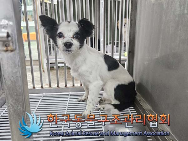 종료(반환) 믹스견…