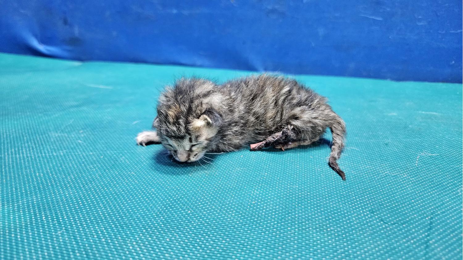 경산시유기동물보호소_447513202400215