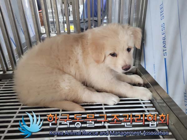 한국동물구조관리협회_441409202400523