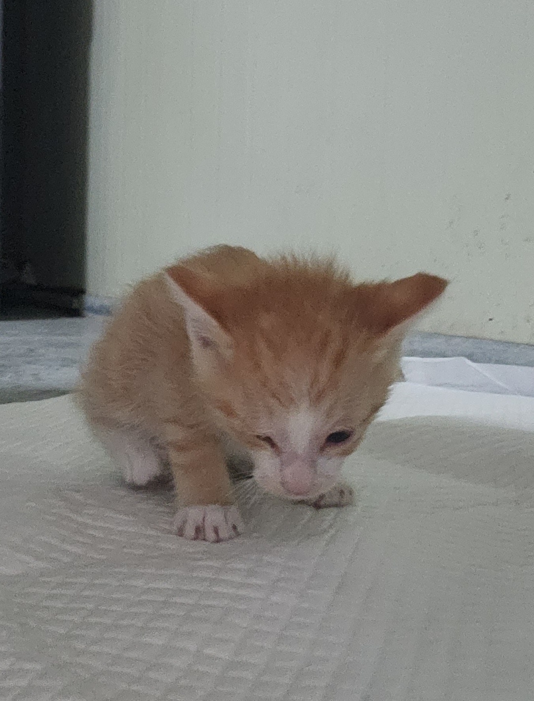 보호중 한국 고양이…